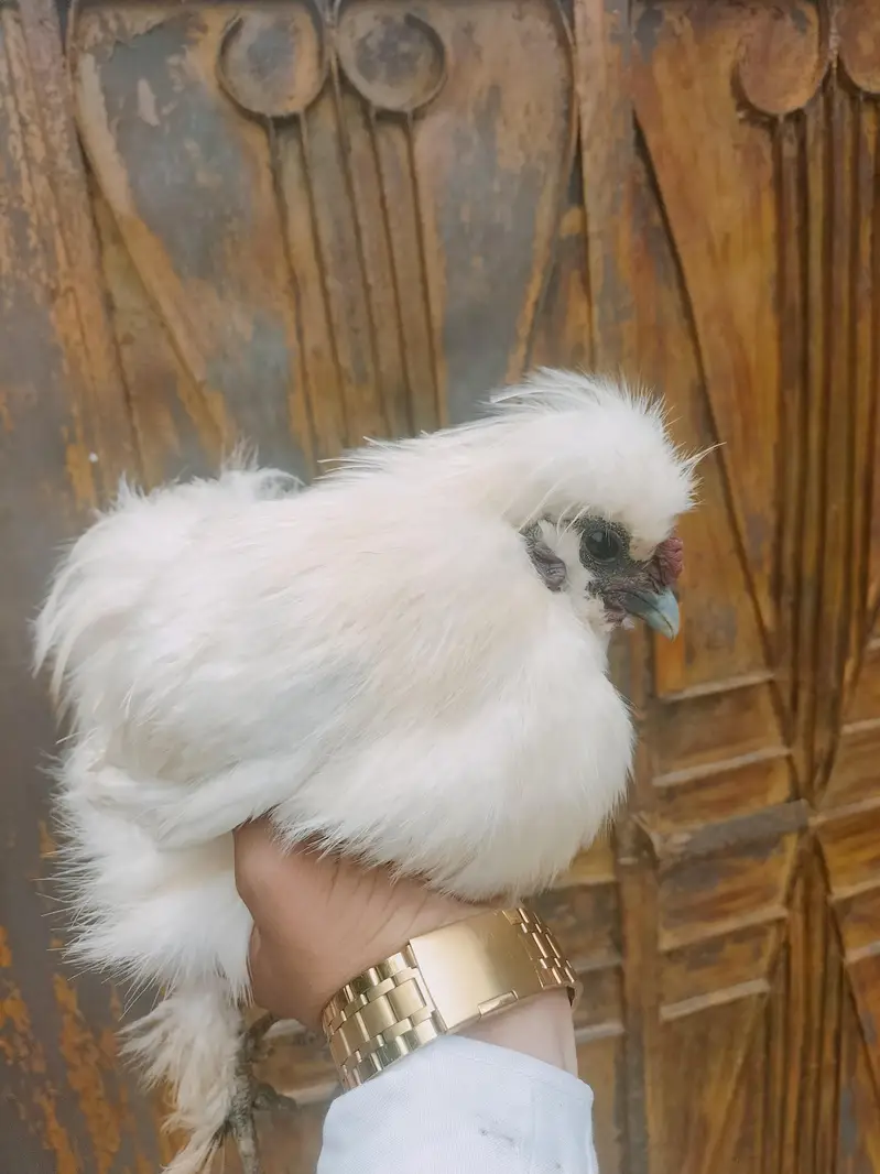 white silky male — photo 2