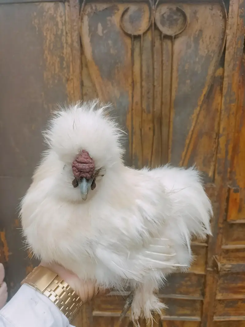 white silky male — photo 3