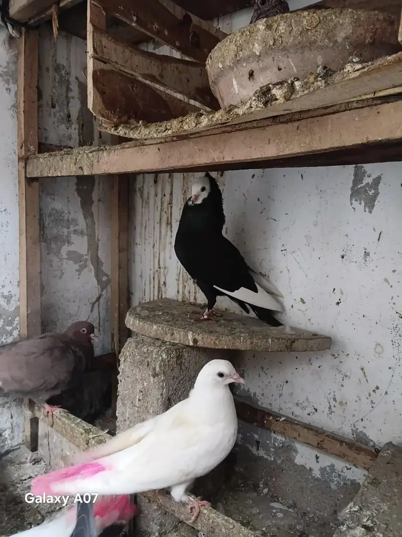 Gola kabil pati wala sab mix hn