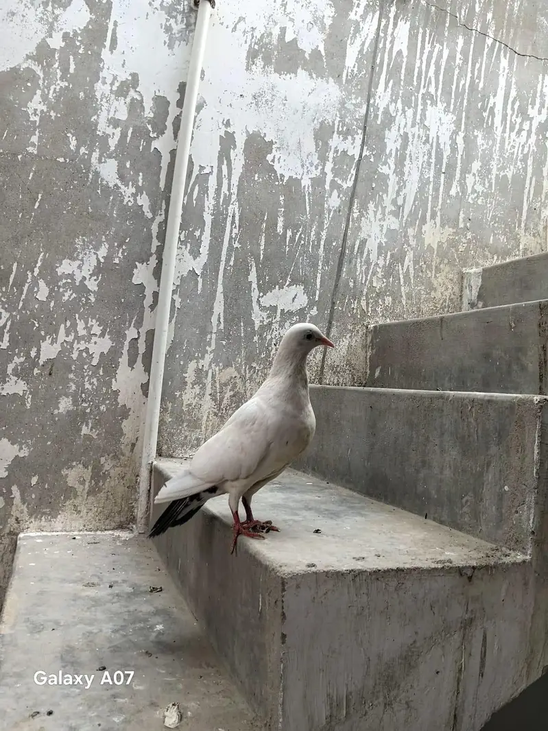 Gola kabil pati wala sab mix hn — photo 3