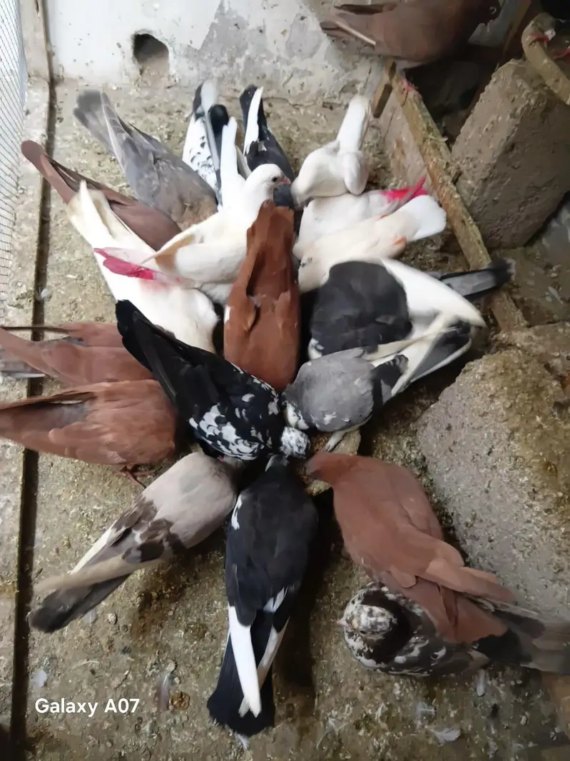 Gola kabil pati wala sab mix hn — photo 4
