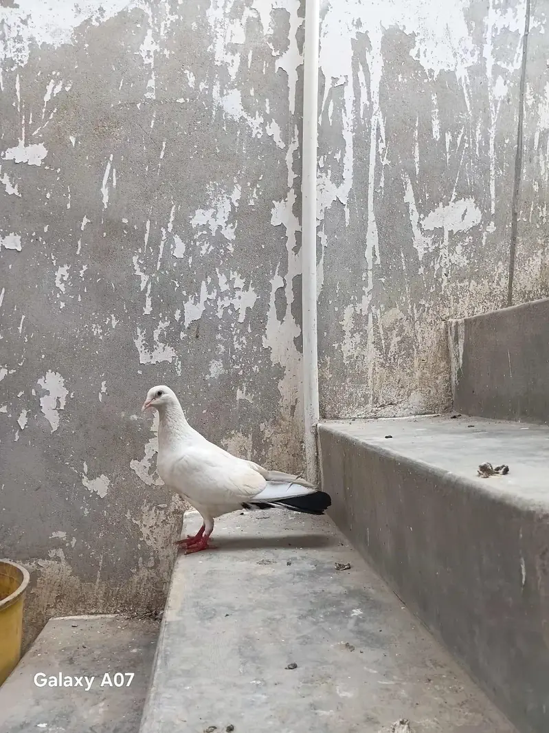 Gola kabil pati wala sab mix hn — photo 11