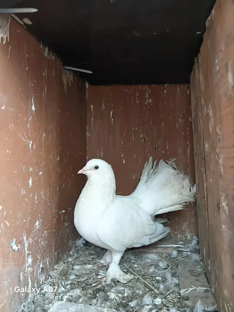 Gola kabil pati wala sab mix hn — photo 12