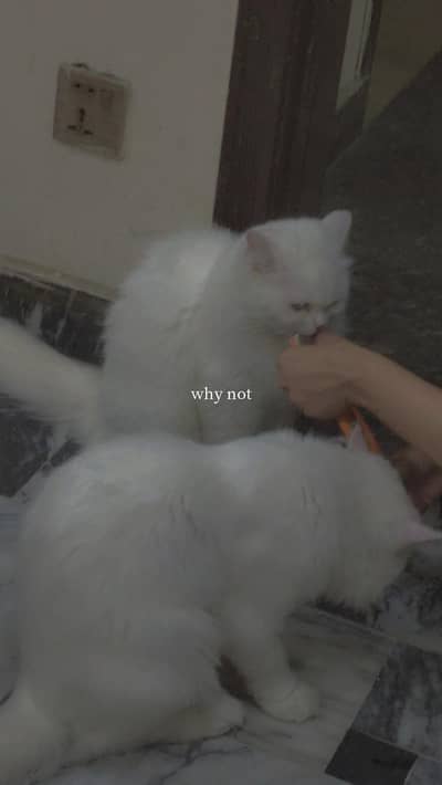 Pair Cats For sale