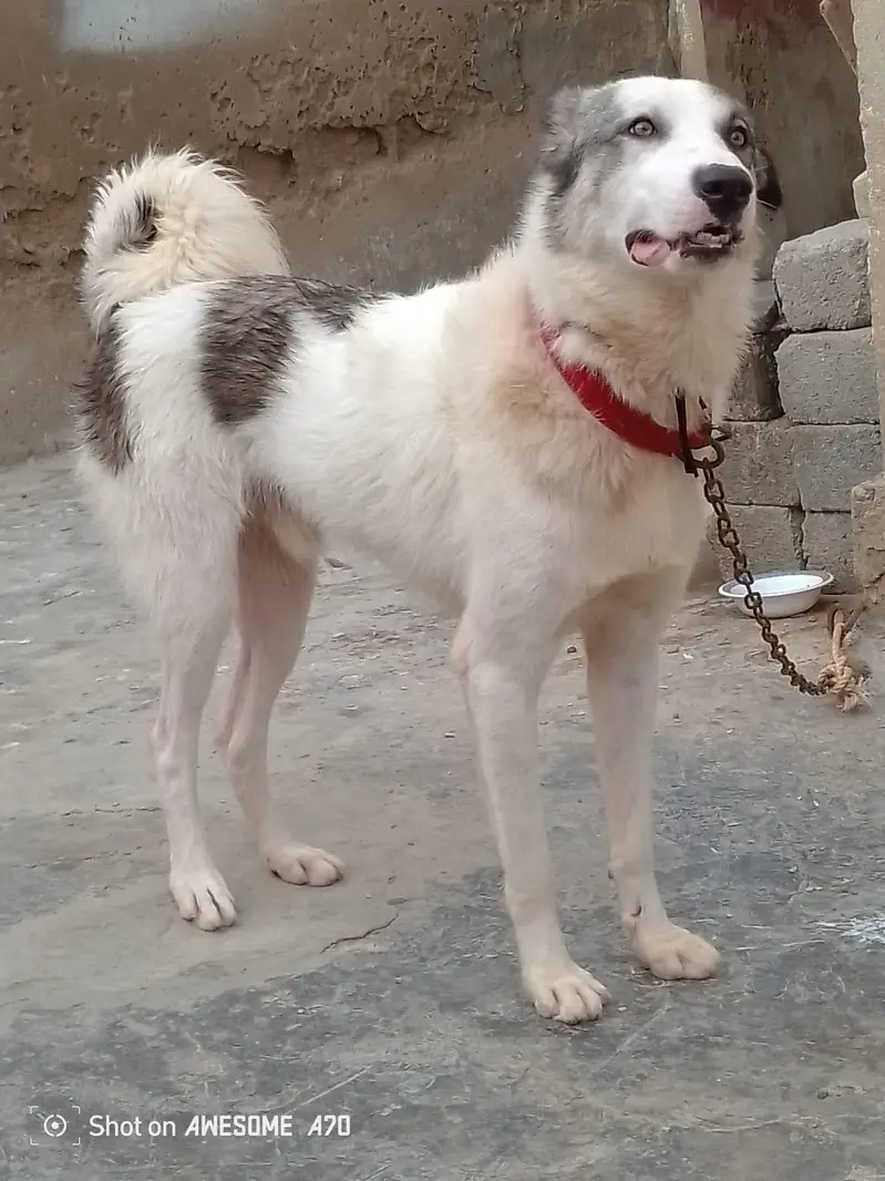 good looking and healthy \ save pet