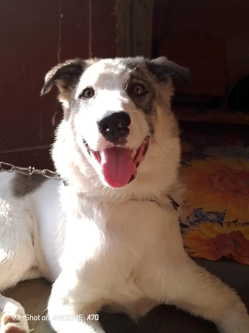 good looking and healthy \ save pet — photo 2