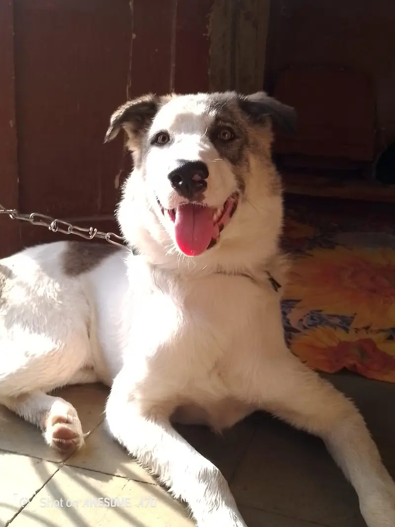 good looking and healthy \ save pet — photo 4