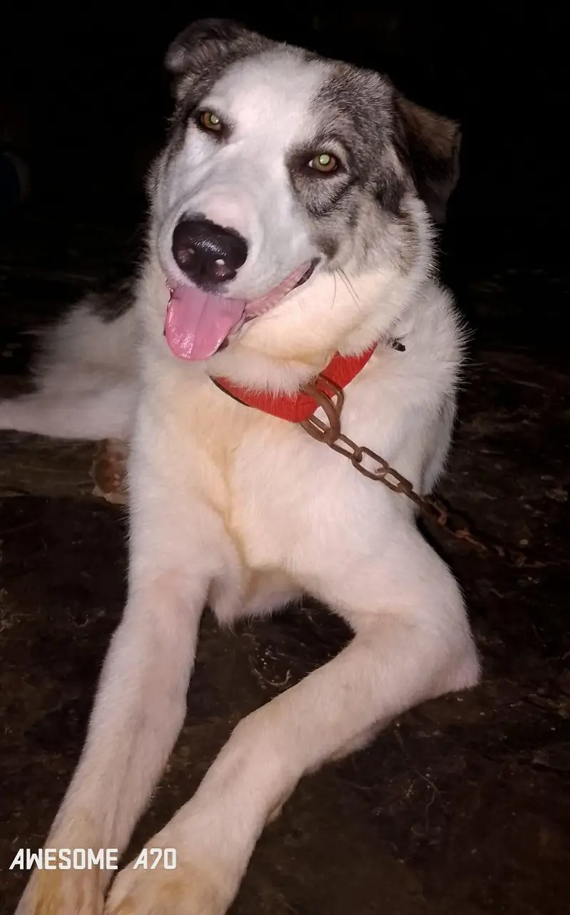 good looking and healthy \ save pet — photo 5