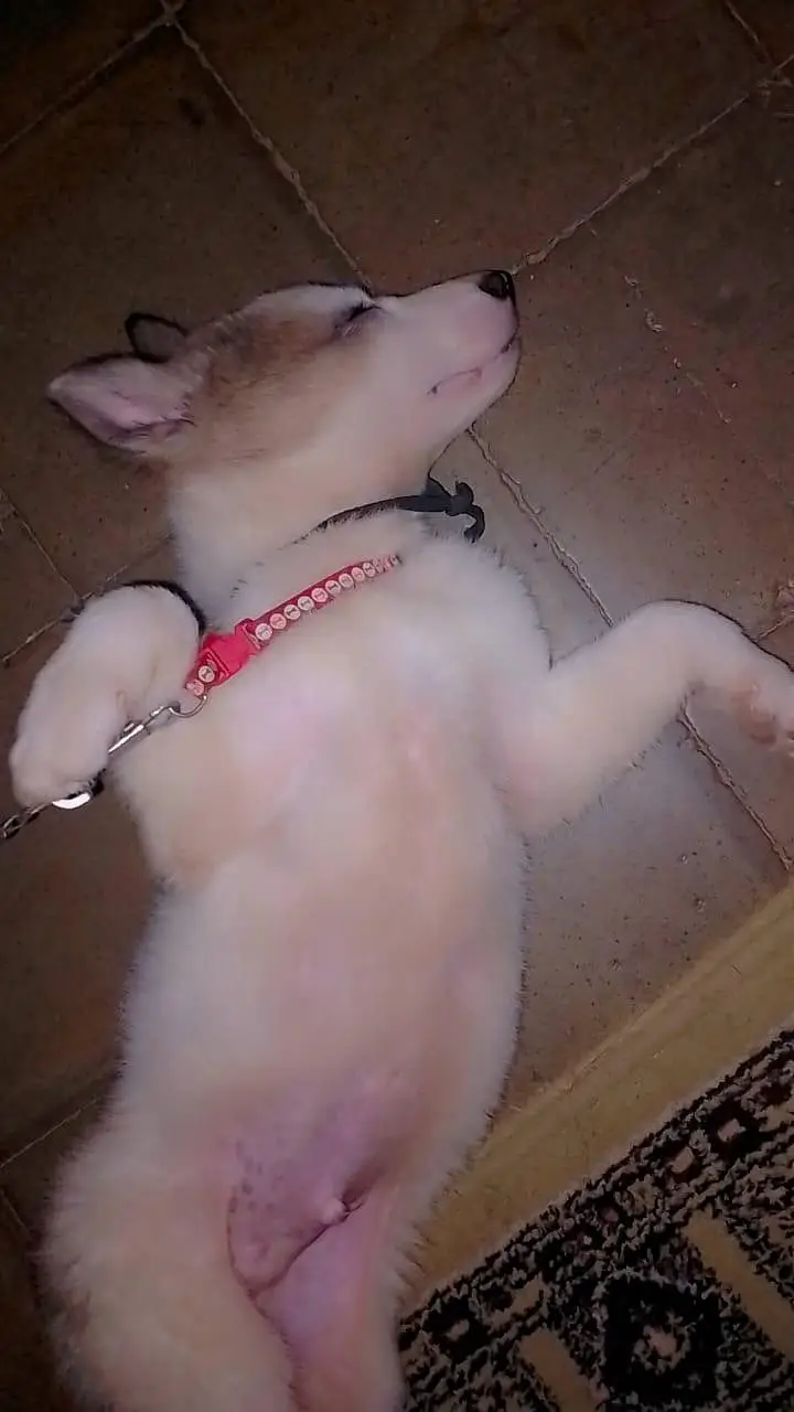 good looking and healthy \ save pet — photo 7
