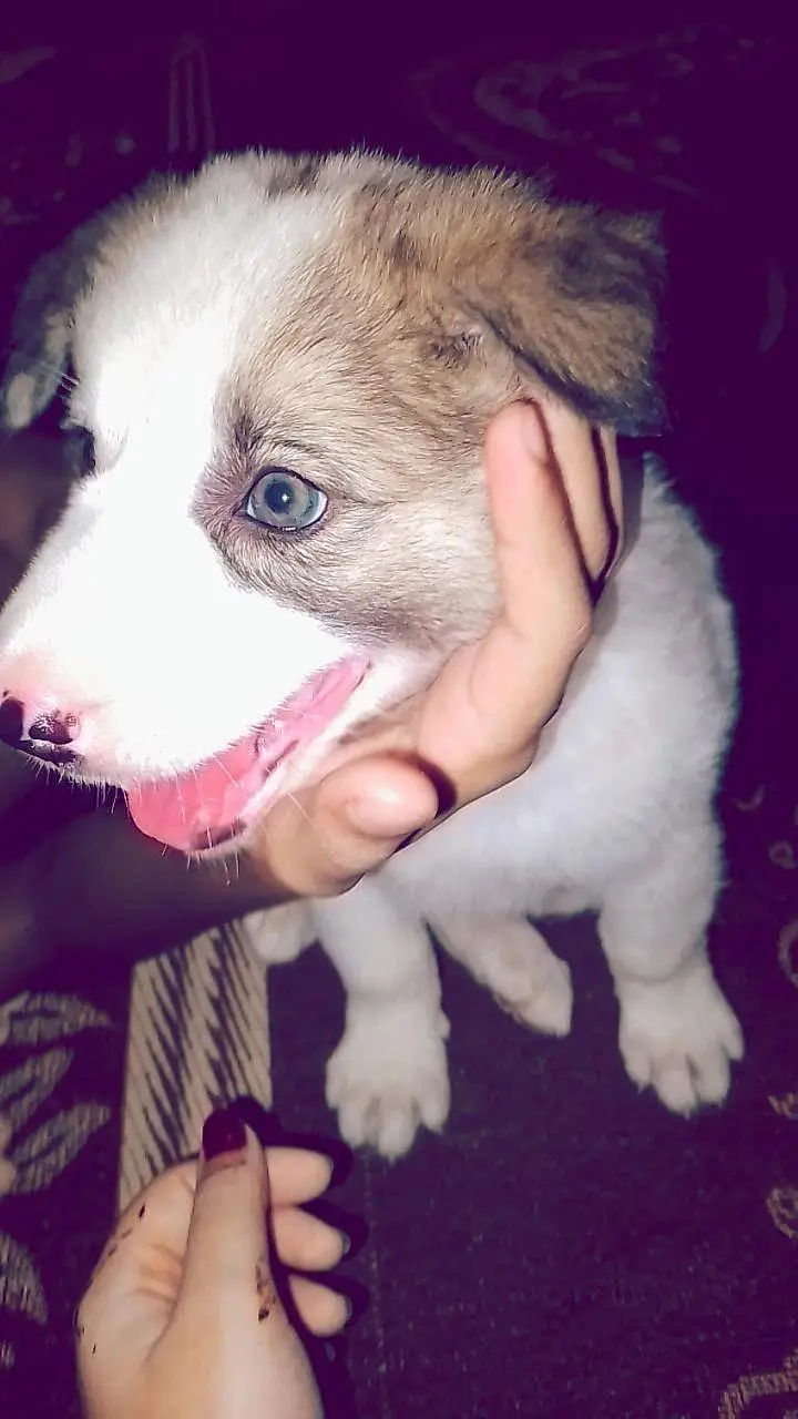 good looking and healthy \ save pet — photo 8