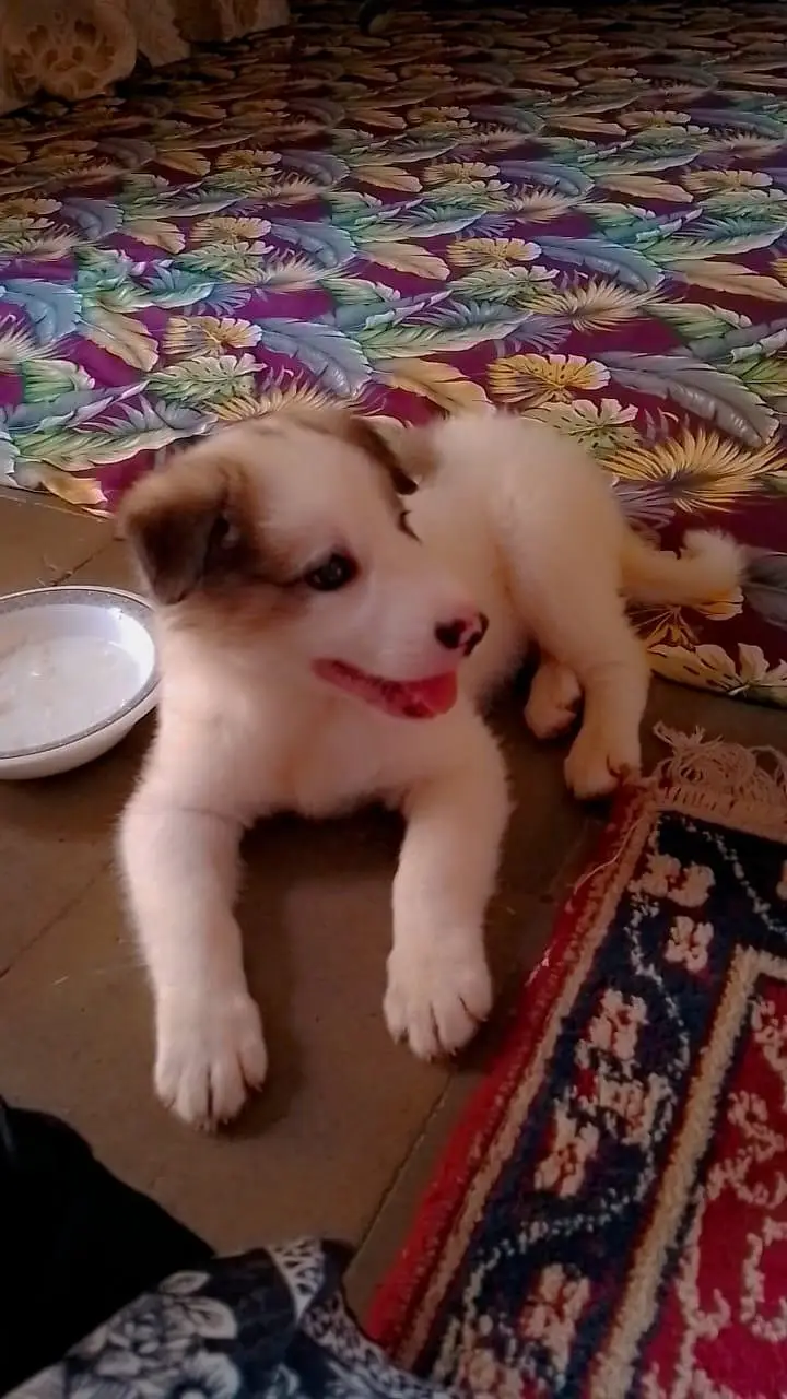 good looking and healthy \ save pet — photo 9
