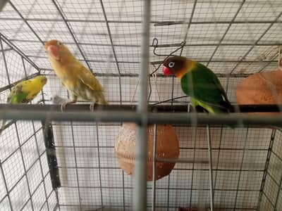 love birds