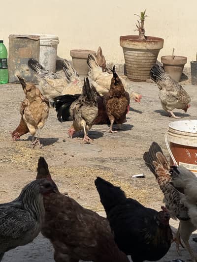 Puri Desi and organic hens
