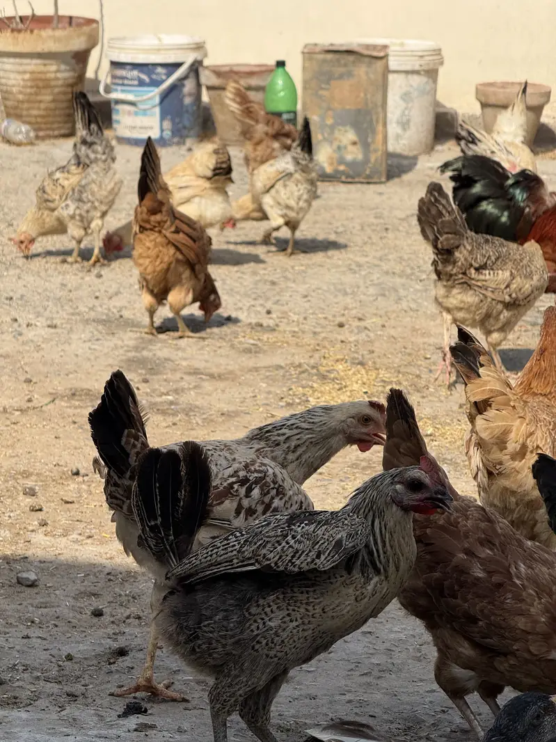 Puri Desi and organic hens — photo 2