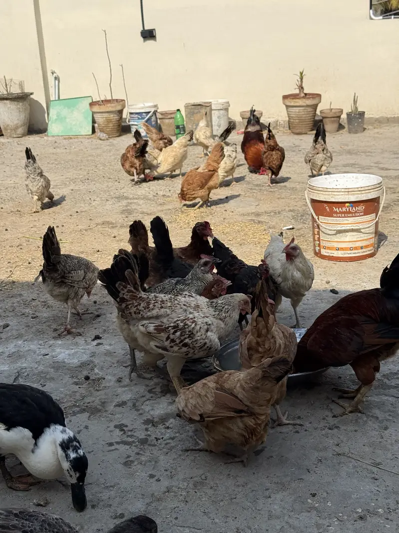 Puri Desi and organic hens — photo 3