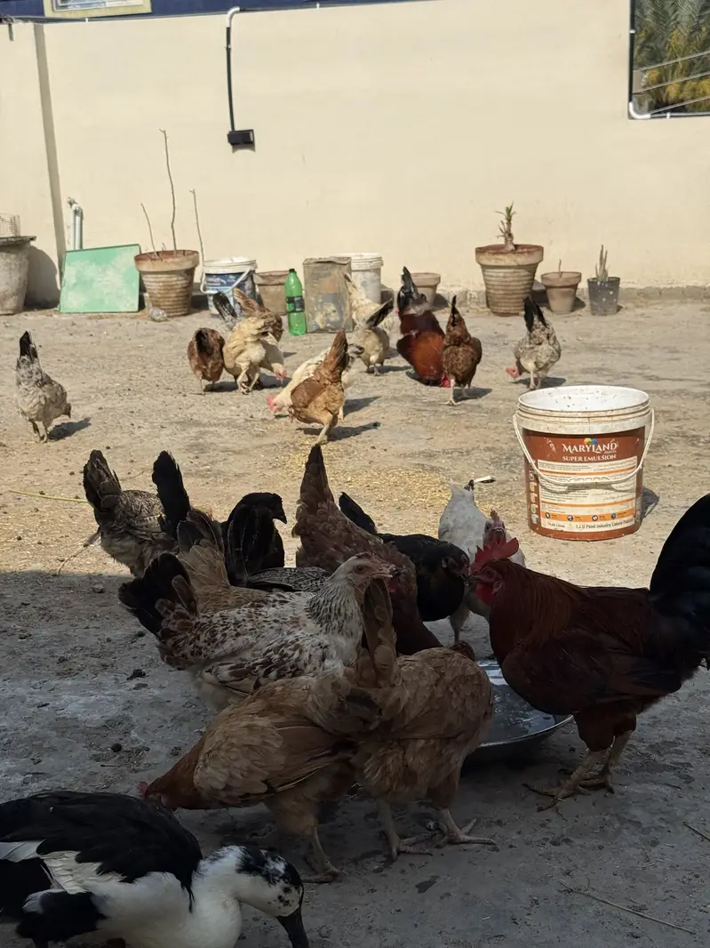 Puri Desi and organic hens — photo 4