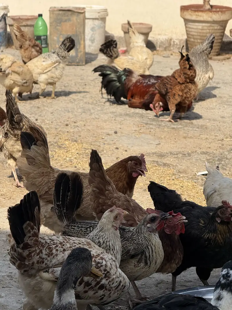 Puri Desi and organic hens — photo 5