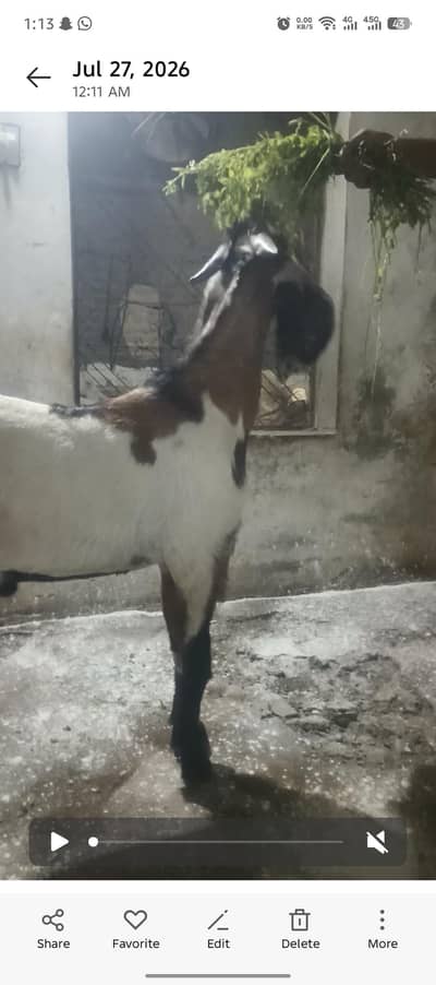 ghban bakri bakry bakriya