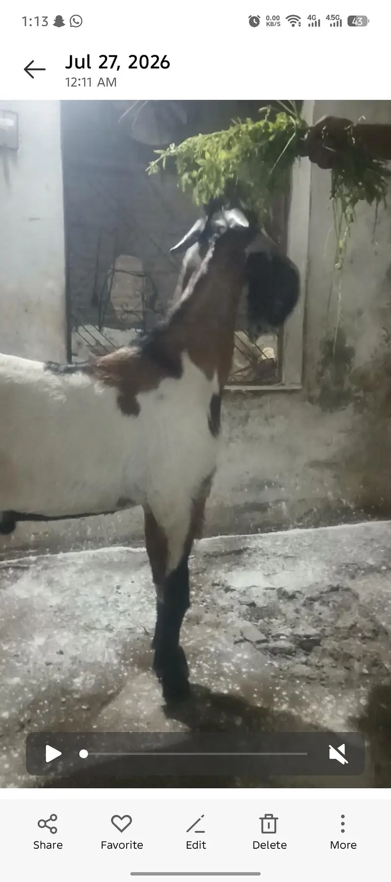 ghban bakri bakry bakriya