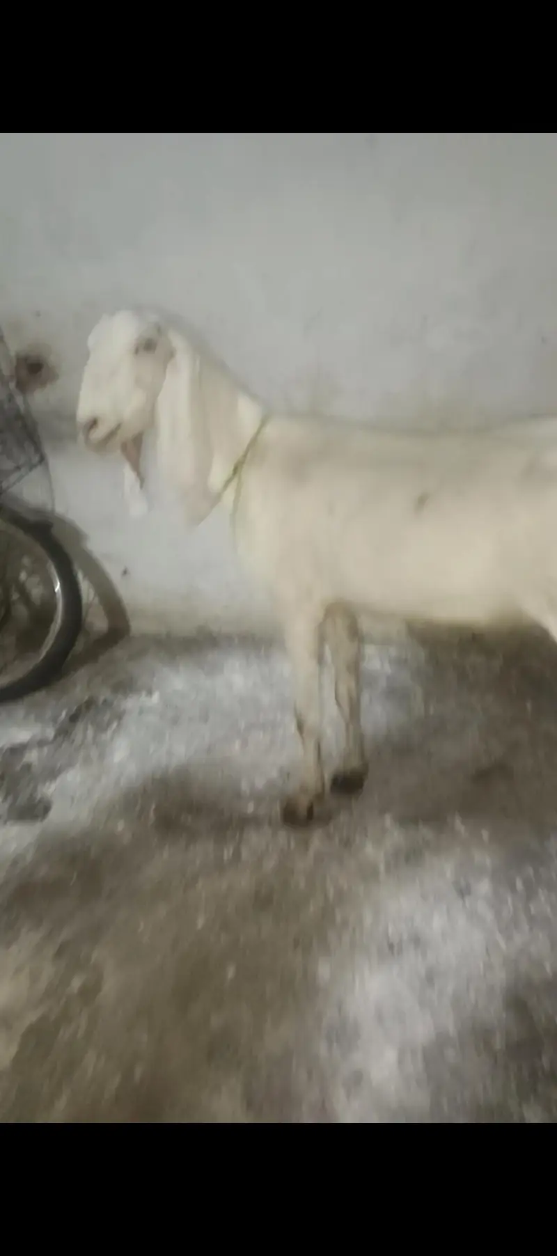 ghban bakri bakry bakriya — photo 2
