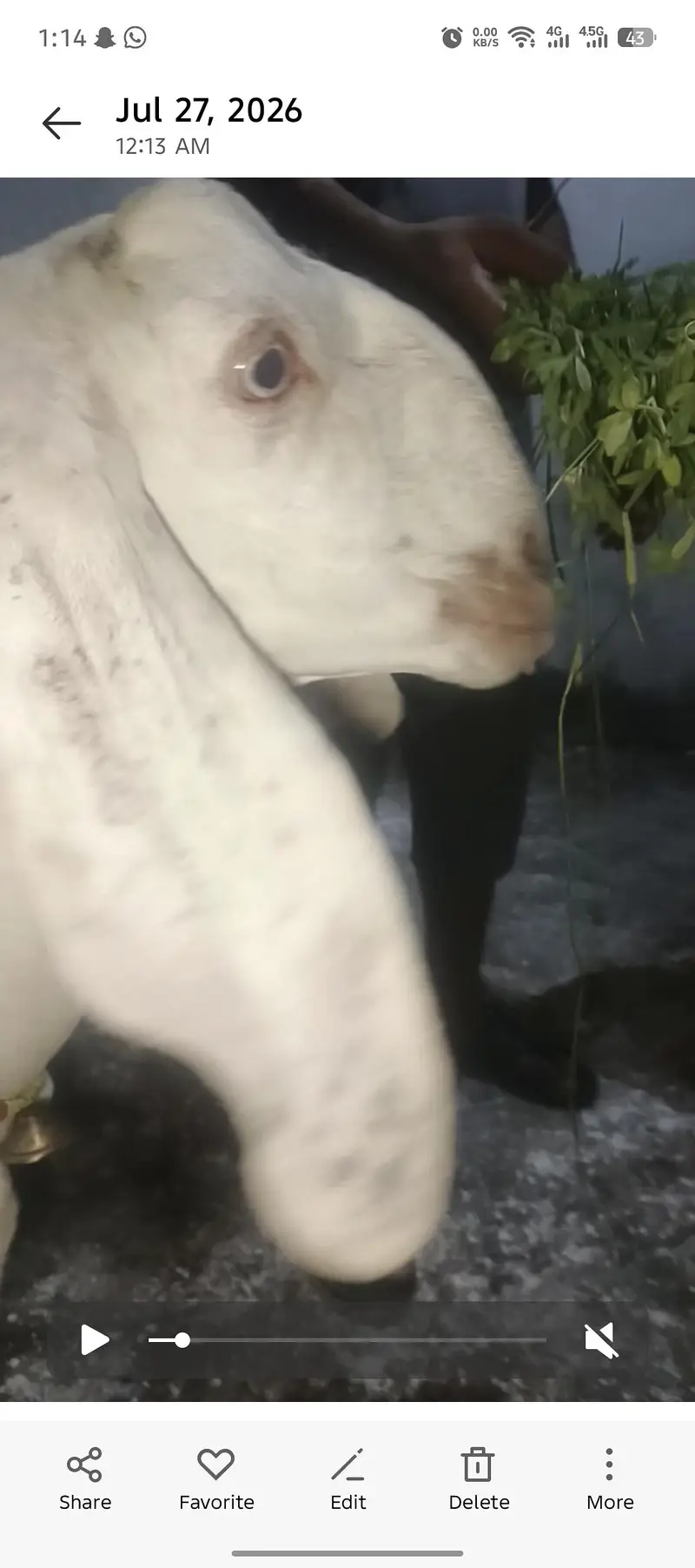 ghban bakri bakry bakriya — photo 3