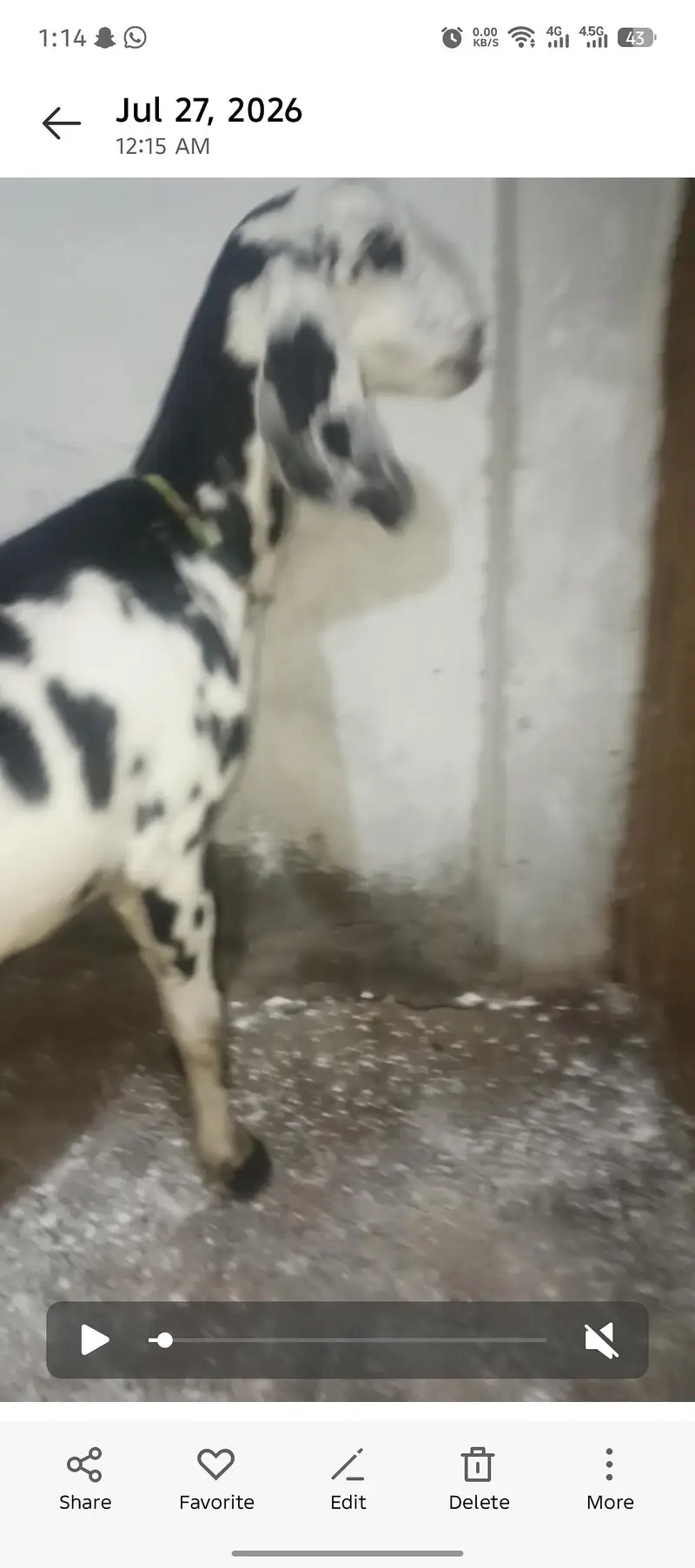 ghban bakri bakry bakriya — photo 4