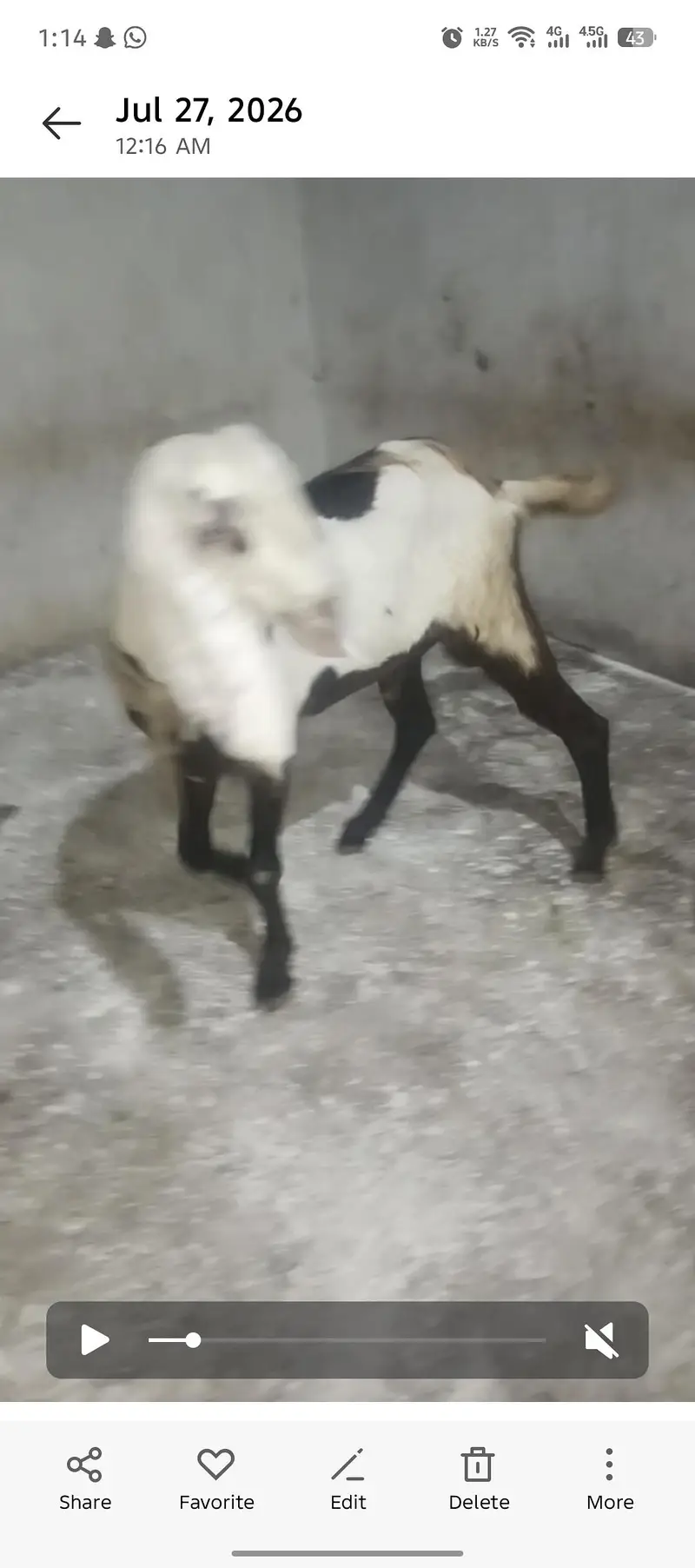 ghban bakri bakry bakriya — photo 5