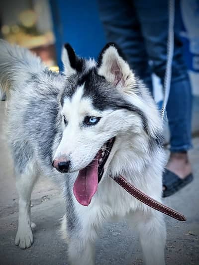 2.5 yr female. White husky cross important Thailand