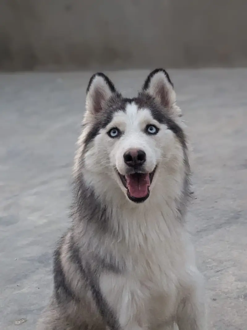 2.5 yr female. White husky cross important Thailand — photo 2
