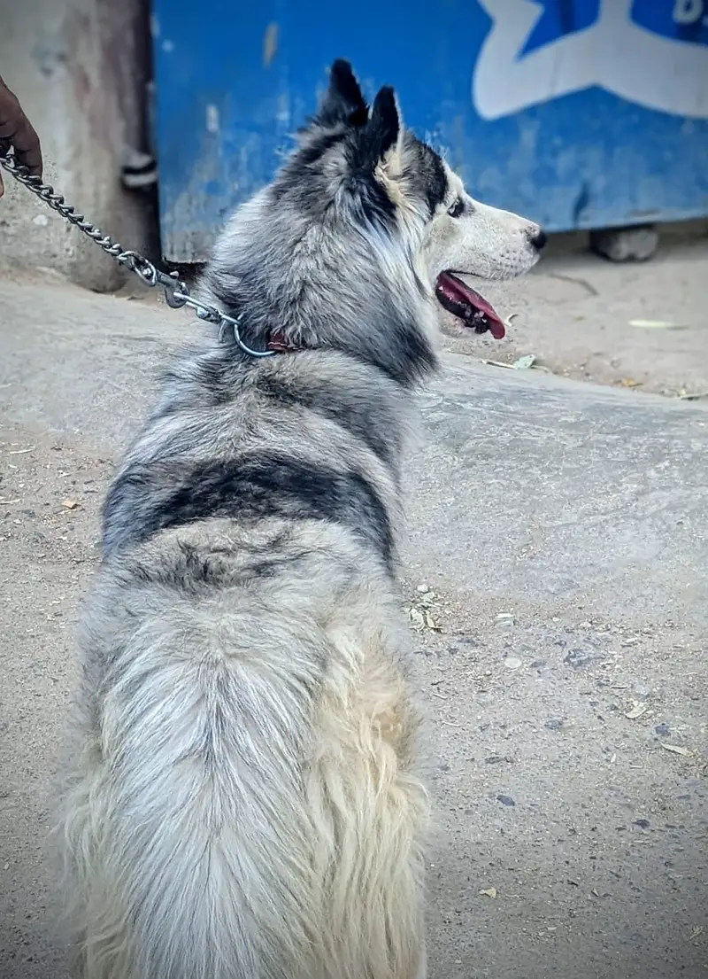 2.5 yr female. White husky cross important Thailand — photo 3