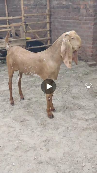 4 dant khassi Qurbani 2027