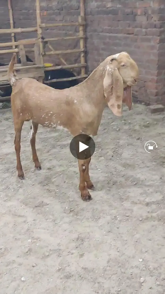 4 dant khassi Qurbani 2027