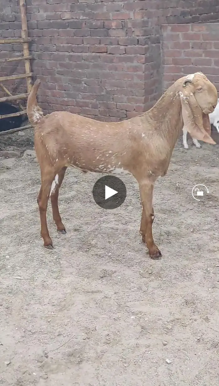 4 dant khassi Qurbani 2027 — photo 2