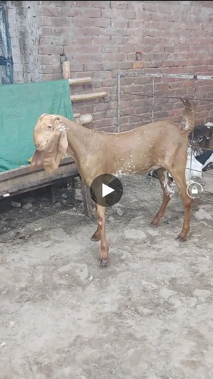 4 dant khassi Qurbani 2027 — photo 3