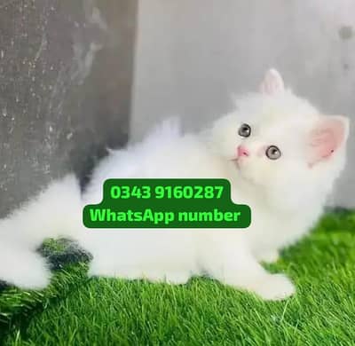 ( Persian Female Kitten ) For sale Contact WhatsApp