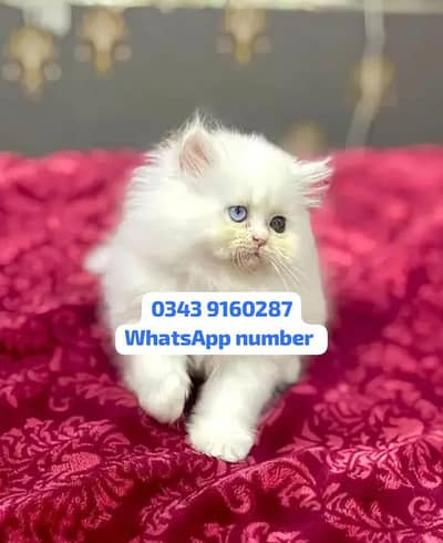 ( Persian Female Kitten ) For sale Contact WhatsApp