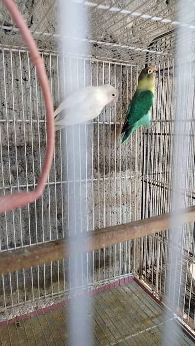 love bird mutations