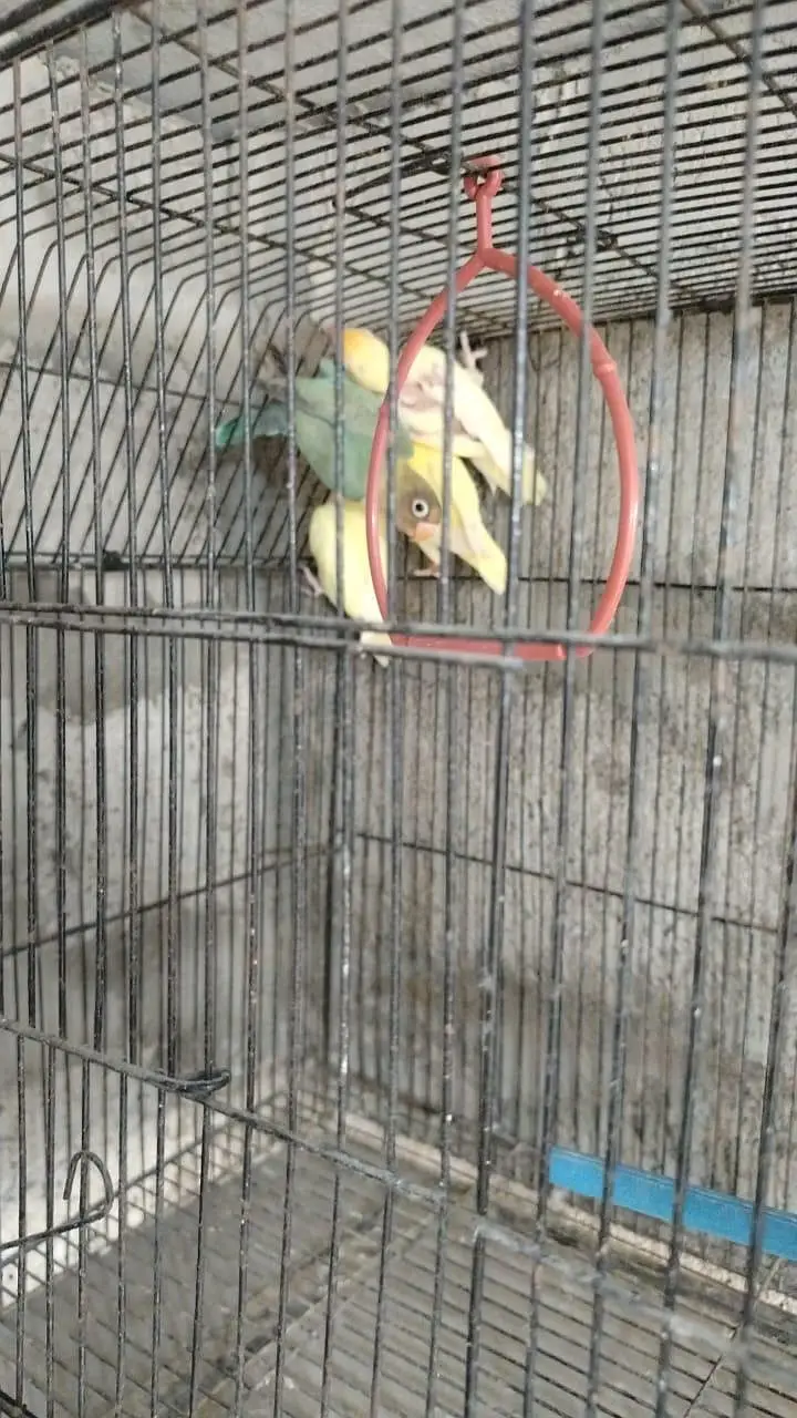 love bird mutations — photo 2
