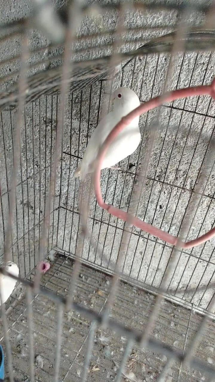 love bird mutations — photo 3