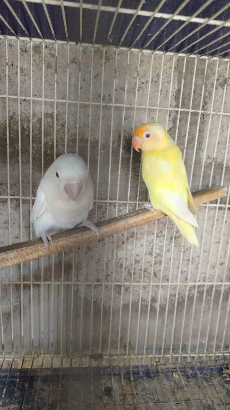 love bird mutations — photo 4