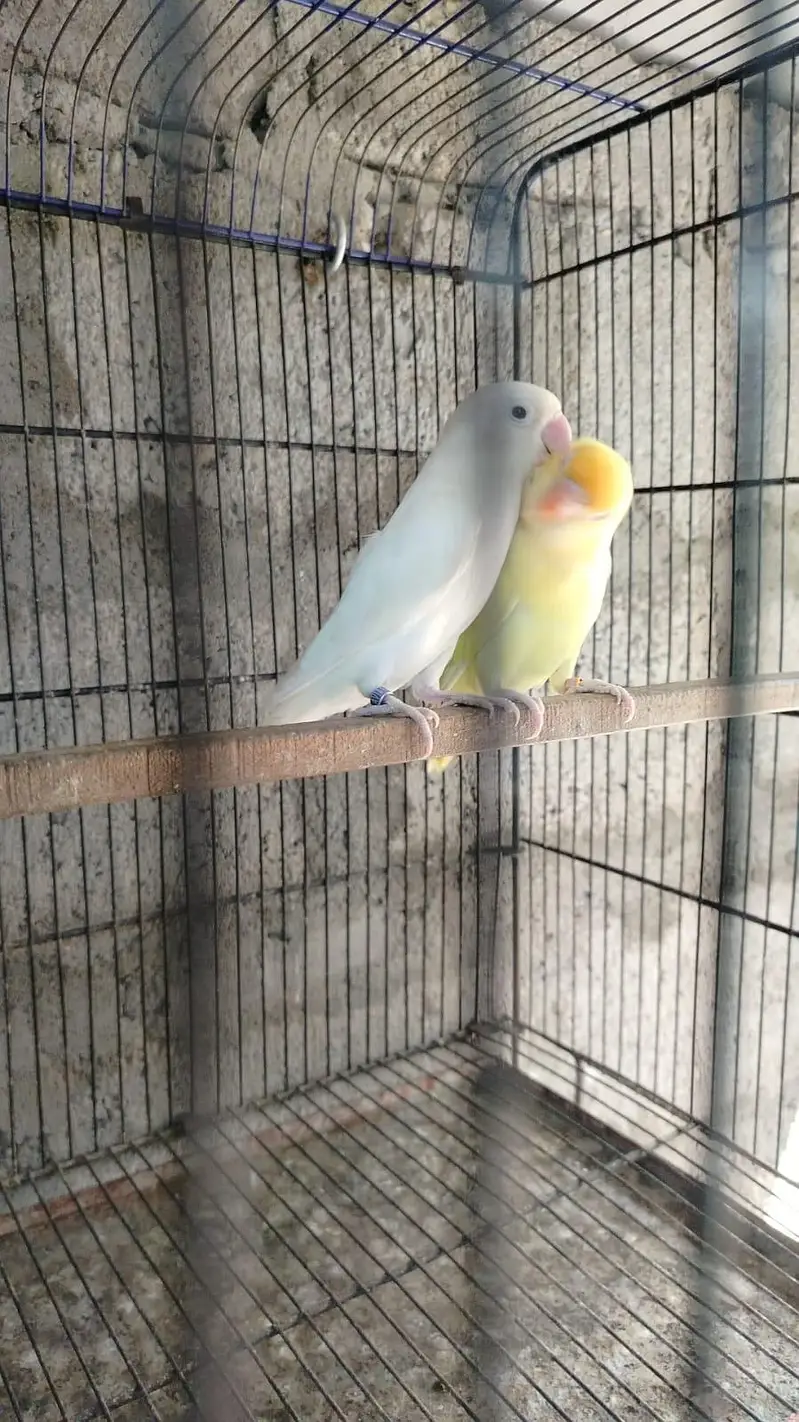 love bird mutations — photo 5