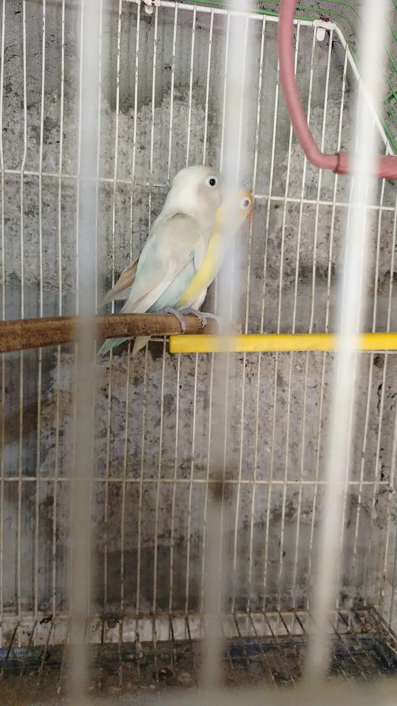 love bird mutations — photo 6