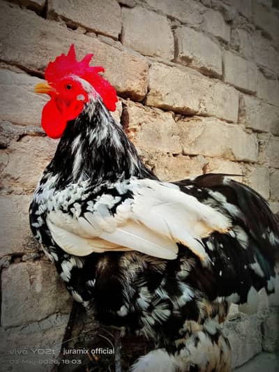 molted bantam female requests breedr