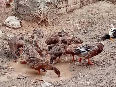 ducks pure khaki Campbell or daisi murgy