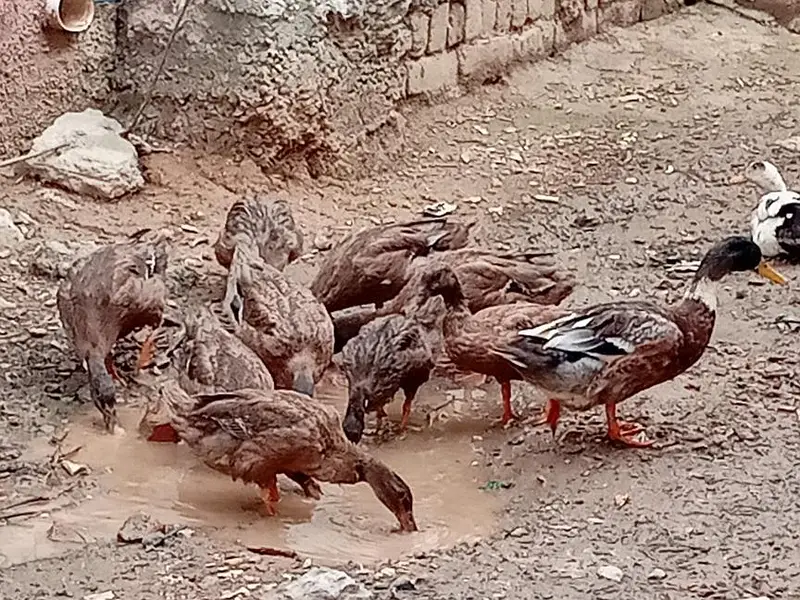 ducks pure khaki Campbell or daisi murgy