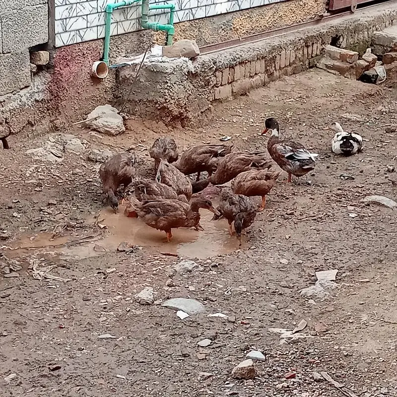 ducks pure khaki Campbell or daisi murgy — photo 2