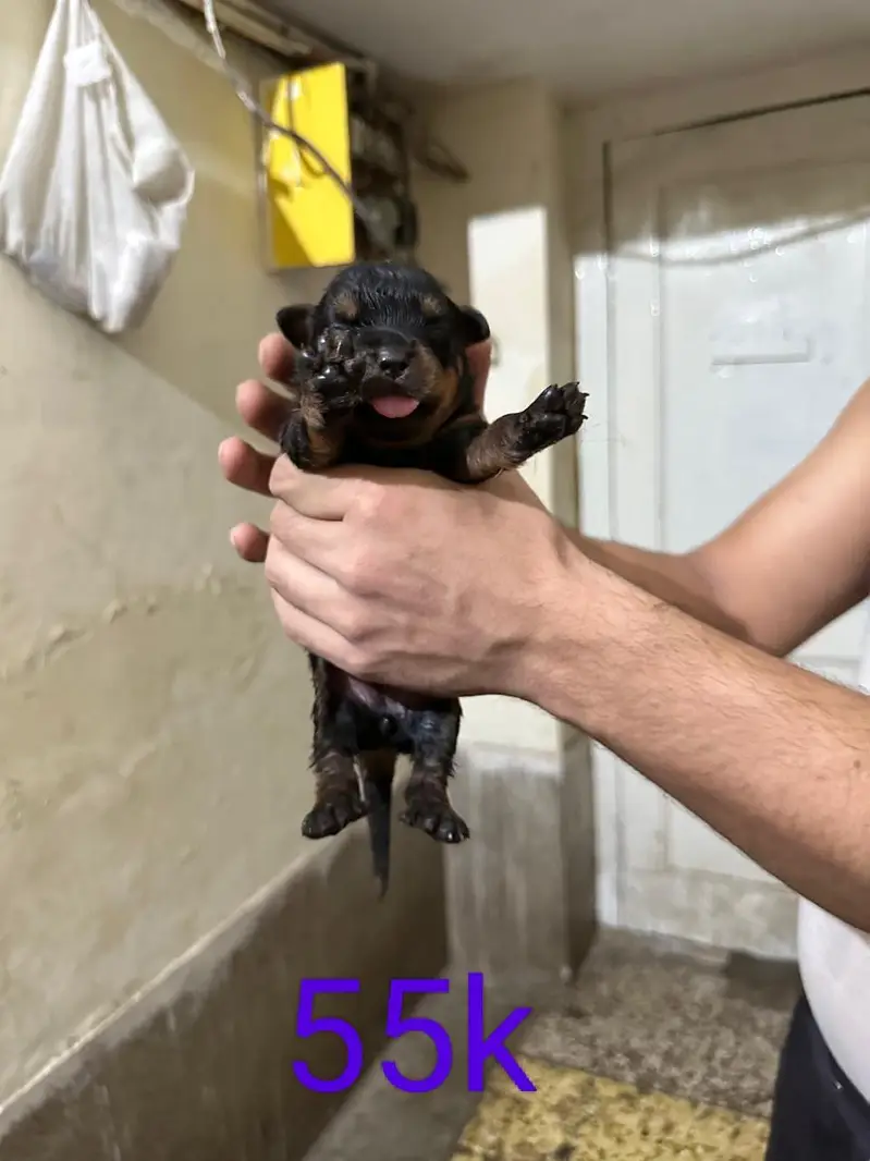 rottweiler puppies