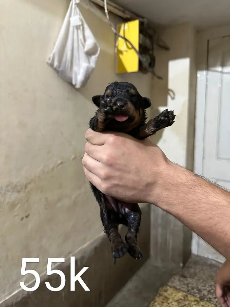 rottweiler puppies — photo 2