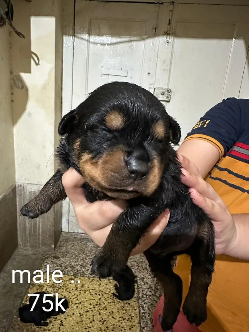 rottweiler puppies — photo 3