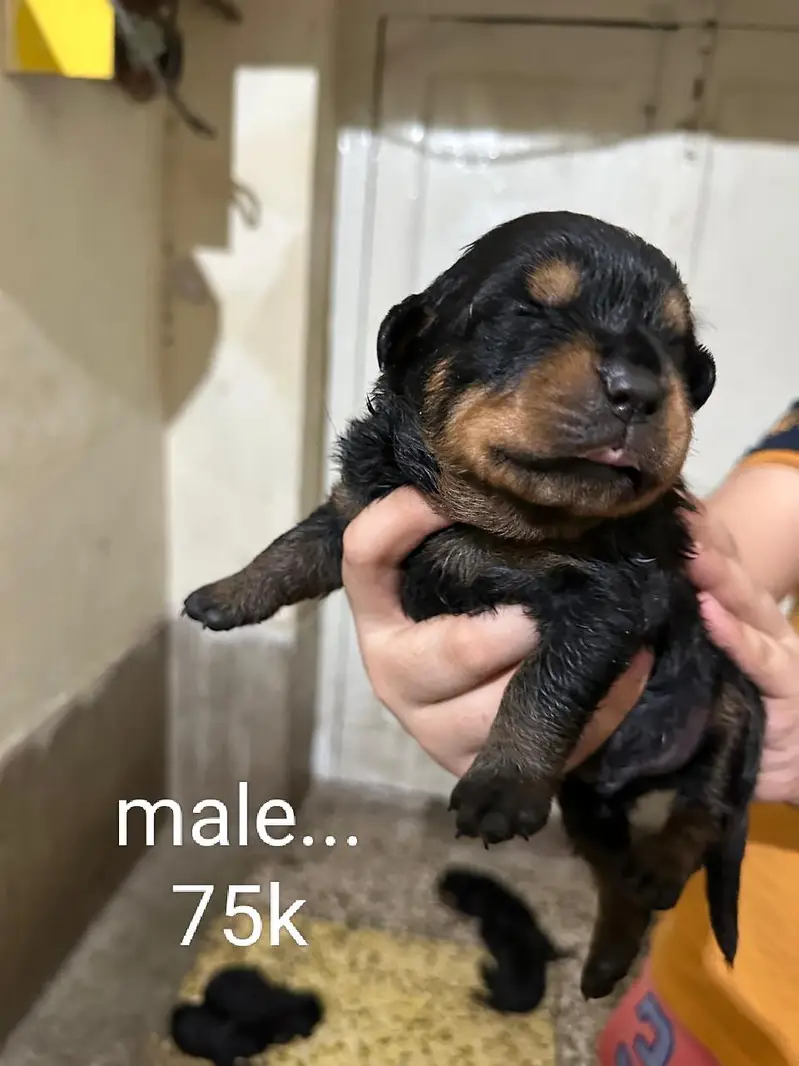 rottweiler puppies — photo 4